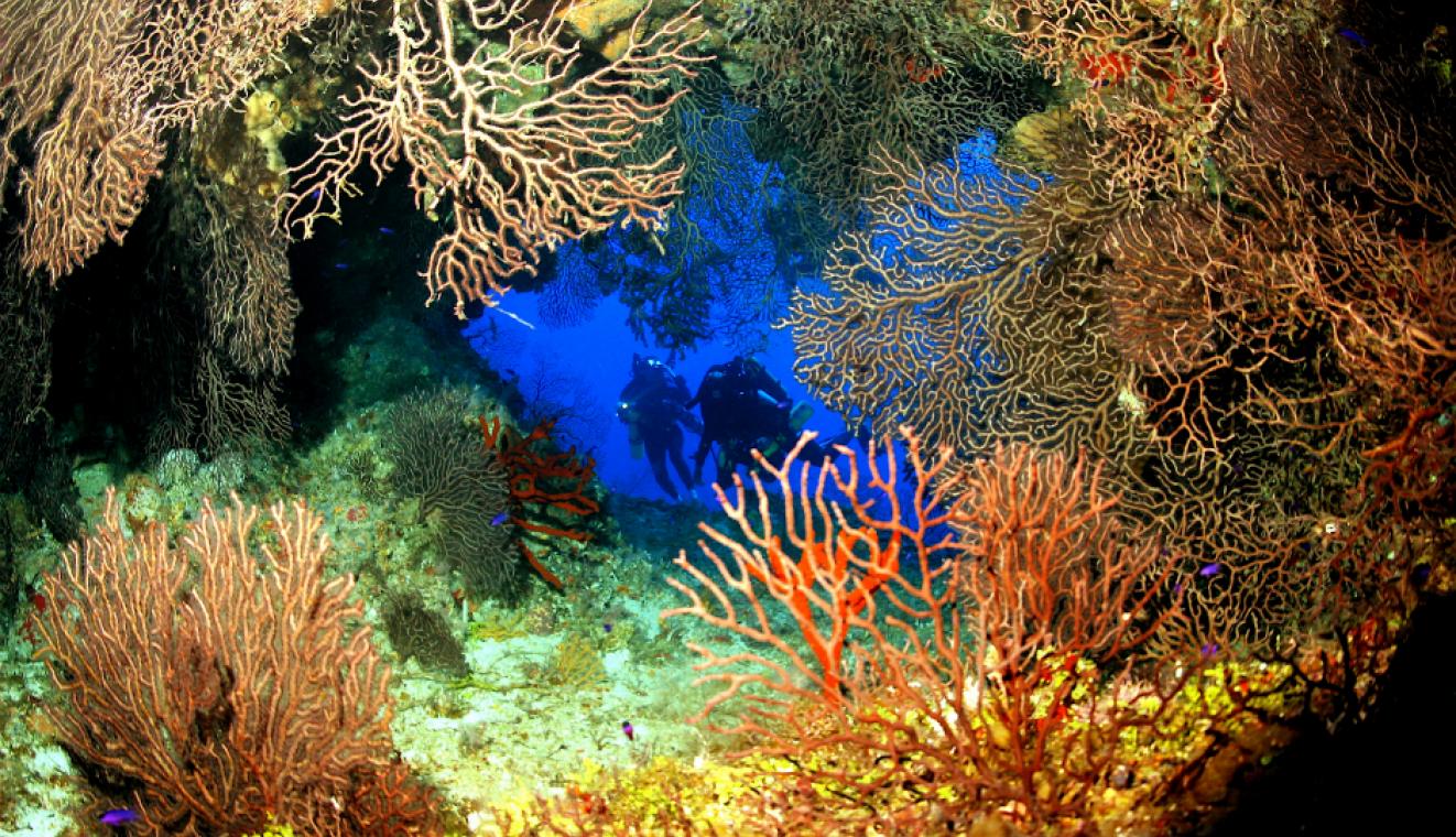Водоросли на морском дне. Барьерный риф Тайланд. Канкун коралловый риф. Кораллы в Тайланде. Коралловый риф в Мексике.